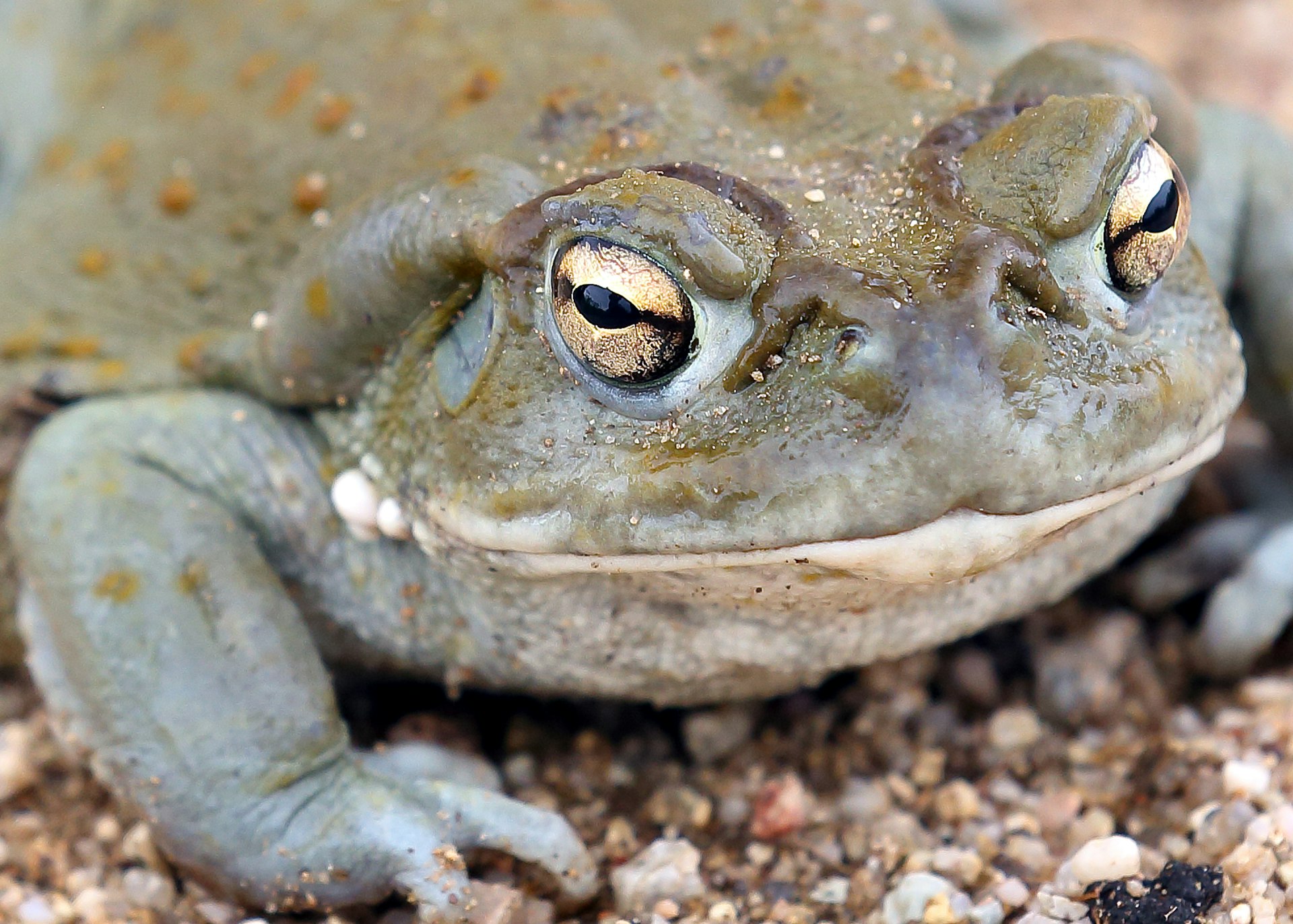 Sonoran Desert Toad close-up